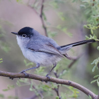 Black-tailed Gnatcatcher